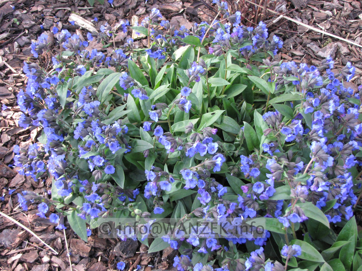 Pulmonaria angustifolia Azurea 01 Sol bluehend.JPG